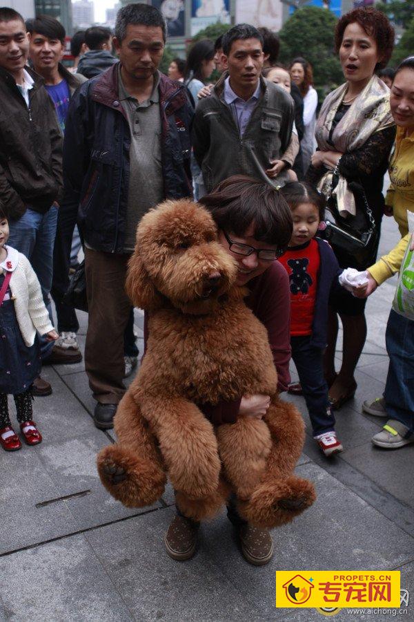 巨貴犬圖片巨貴犬價格多少錢